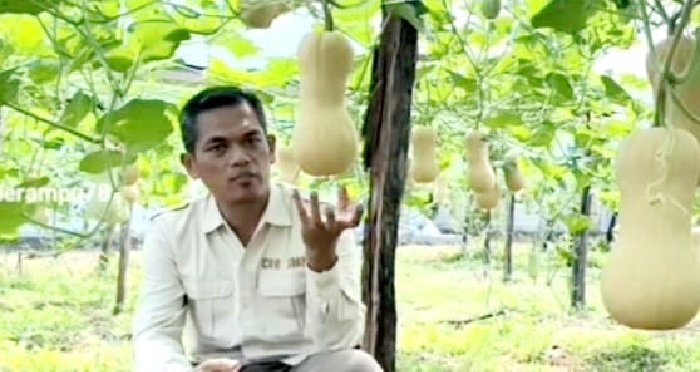 SMKN Sultan Daulat Budidayakan Labu Madu Super, Ini Kendalanya